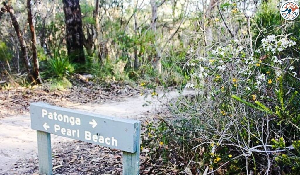 Patonga walk pearl beach image