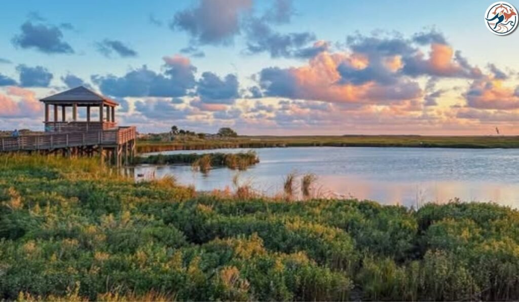 Viewing platform over the coastal wetland