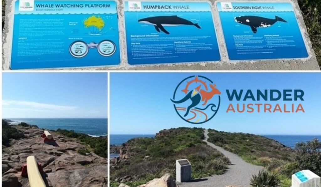 Boat Harbour Whale Watch Lookout: The Best Spot To See Whales Without A Boat