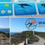 Boat Harbour Whale Watch Lookout: The Best Spot To See Whales Without A Boat