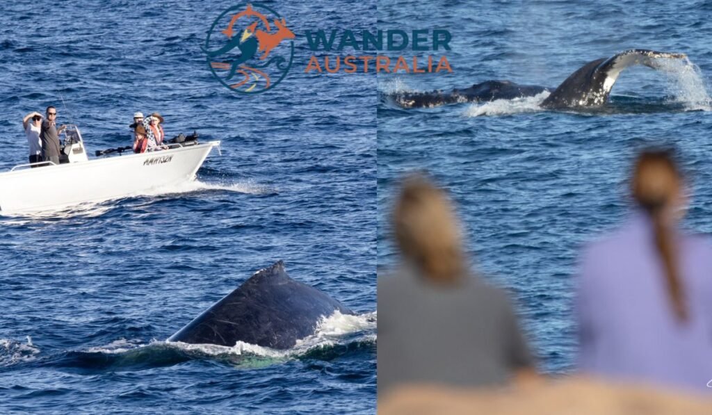 Whale watching from boat harbour headland image