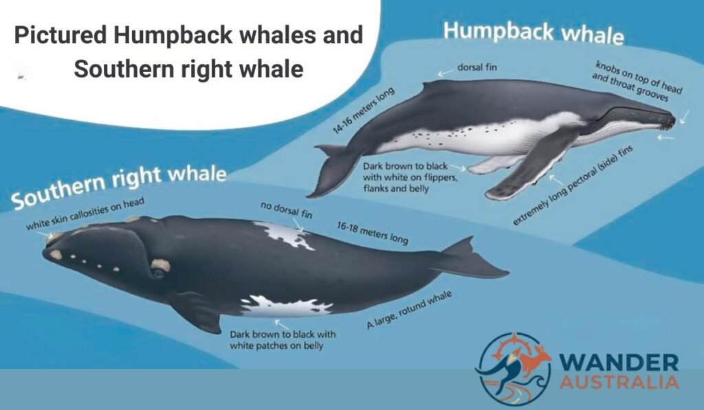 pictured humpback whales and southern right whale