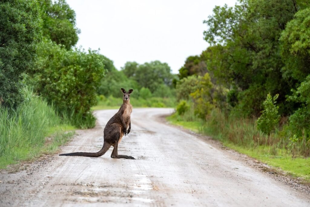 Kangaroo on a road