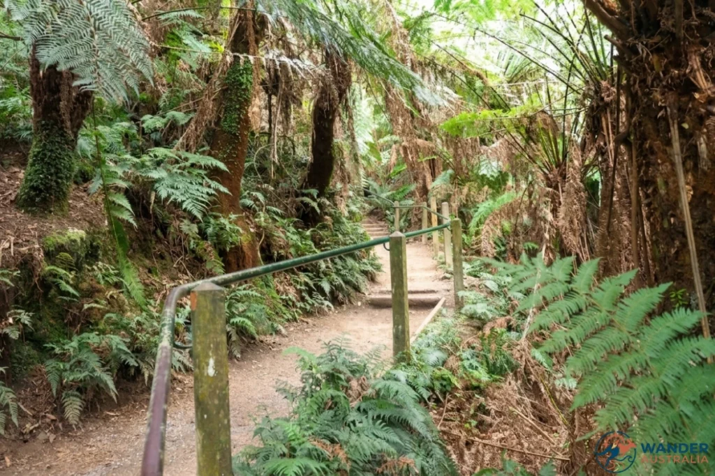 Fern-lined trail at the 1000 Steps Kokoda Track Memorial Walk in the Dandenong Ranges