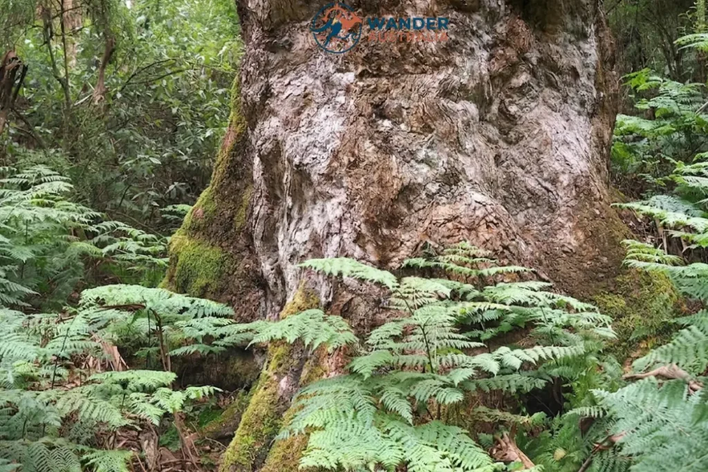 Giant mountain ash tree on the 1000 Steps Kokoda Track Memorial Walk