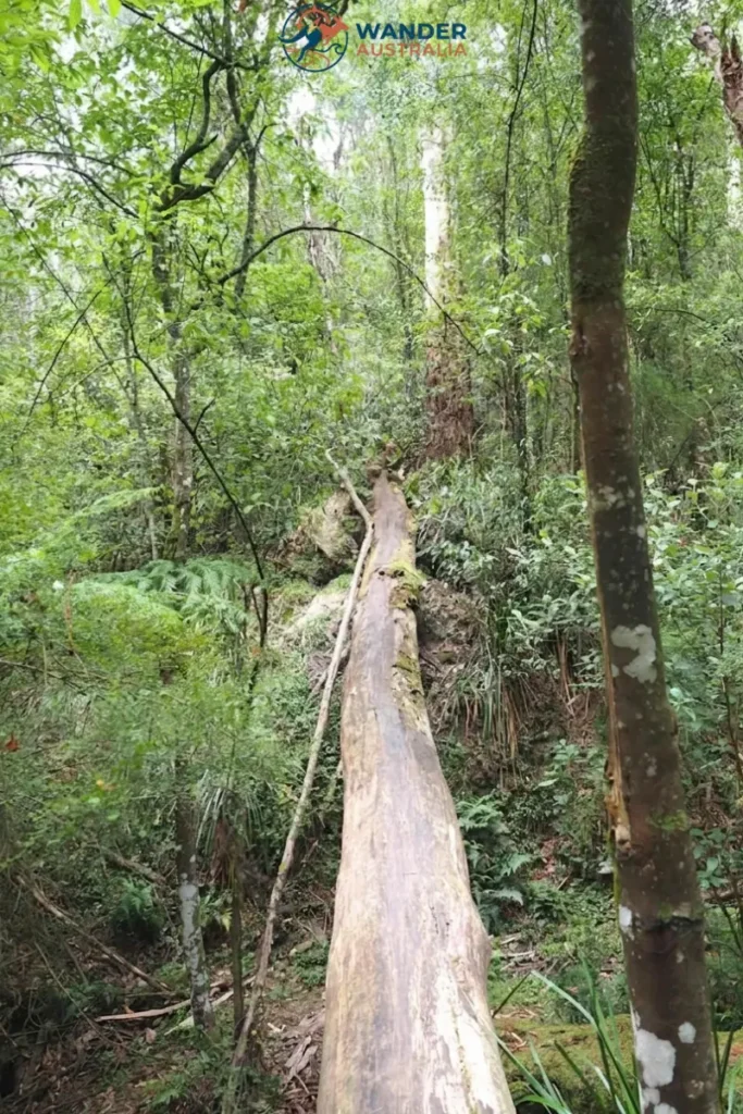 Lush rainforest on the 1000 Steps Kokoda Track Memorial Walk