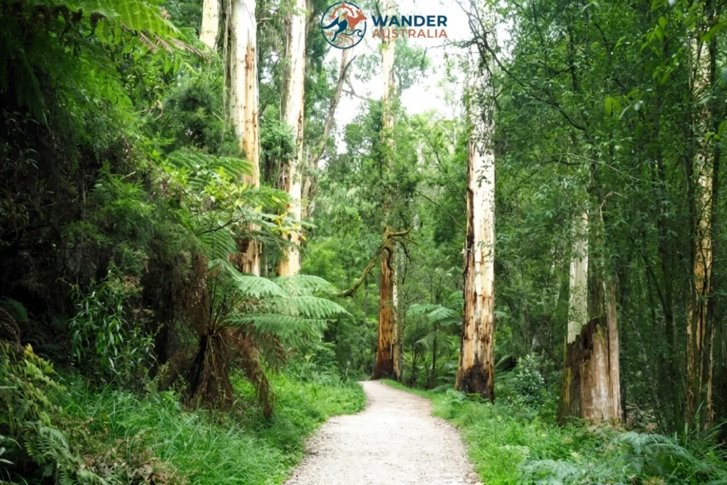 Mountain ash forest along the 1000 Steps Kokoda Track Memorial Walk