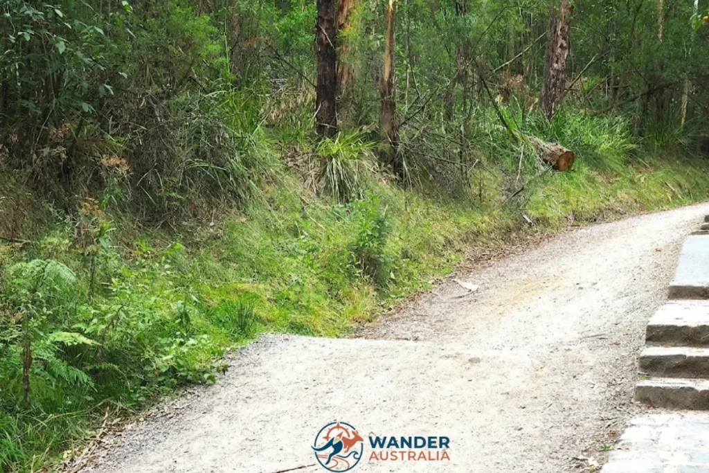 Lyrebird Track on the 1000 Steps Kokoda Track Memorial Walk