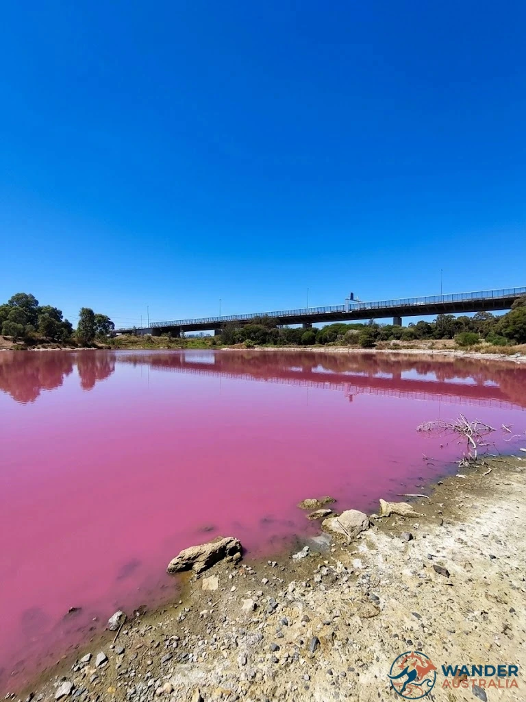 Westgate Park Pink Lake with the West Gate Bridge in Melbourne during summer