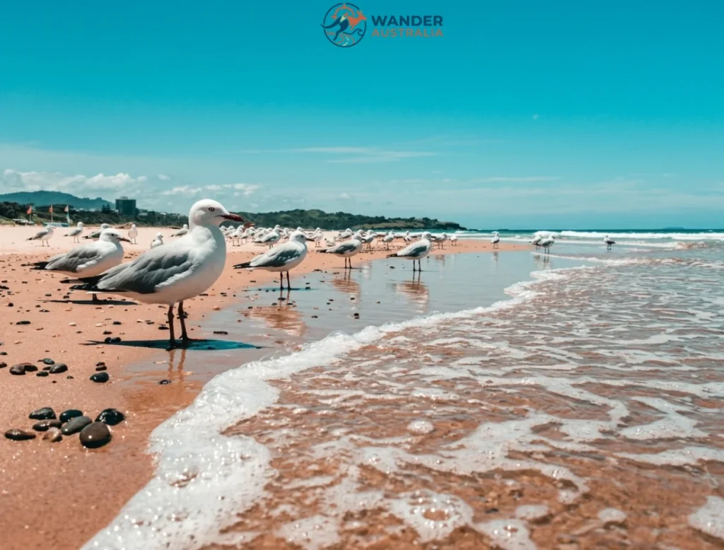 Park Beach Coffs Harbour image