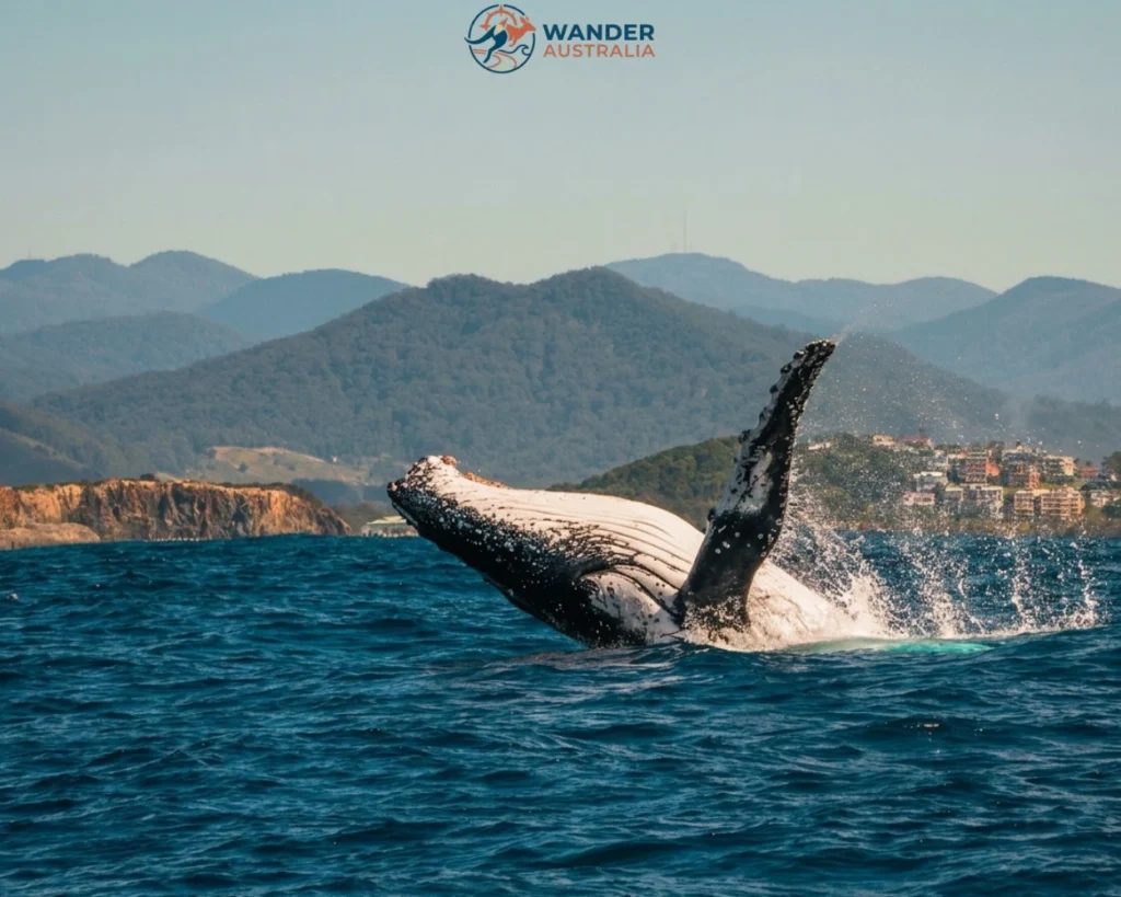 Humpback whale breaching near coastal cliffs, Smoky Cape image